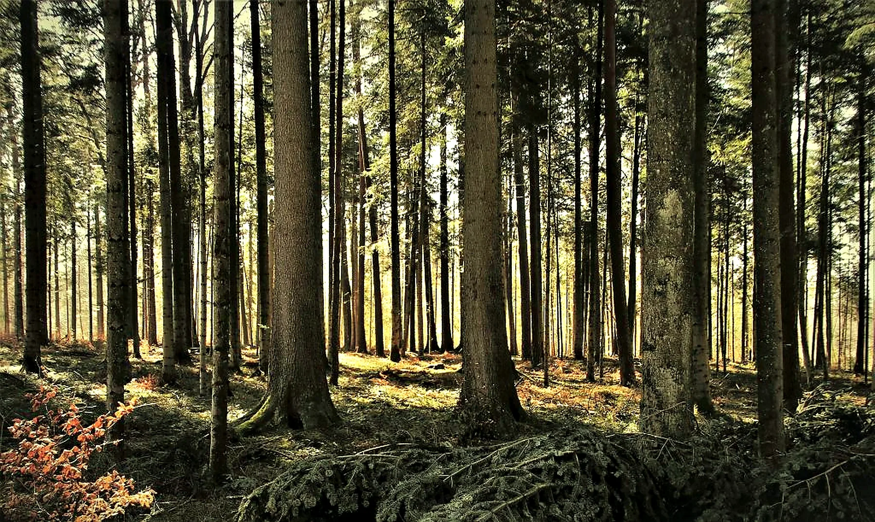 Spokojny las w okolicy Poddąbia